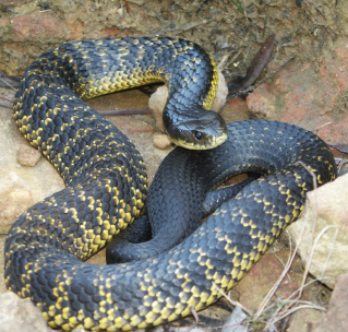 第九名:death adder 中名:死亡蝮蛇 学名:acanthophis antarcticus