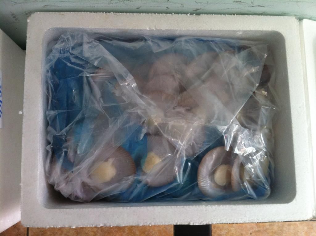 Sò Điệp Nhập khẩu từ ÚC - 2