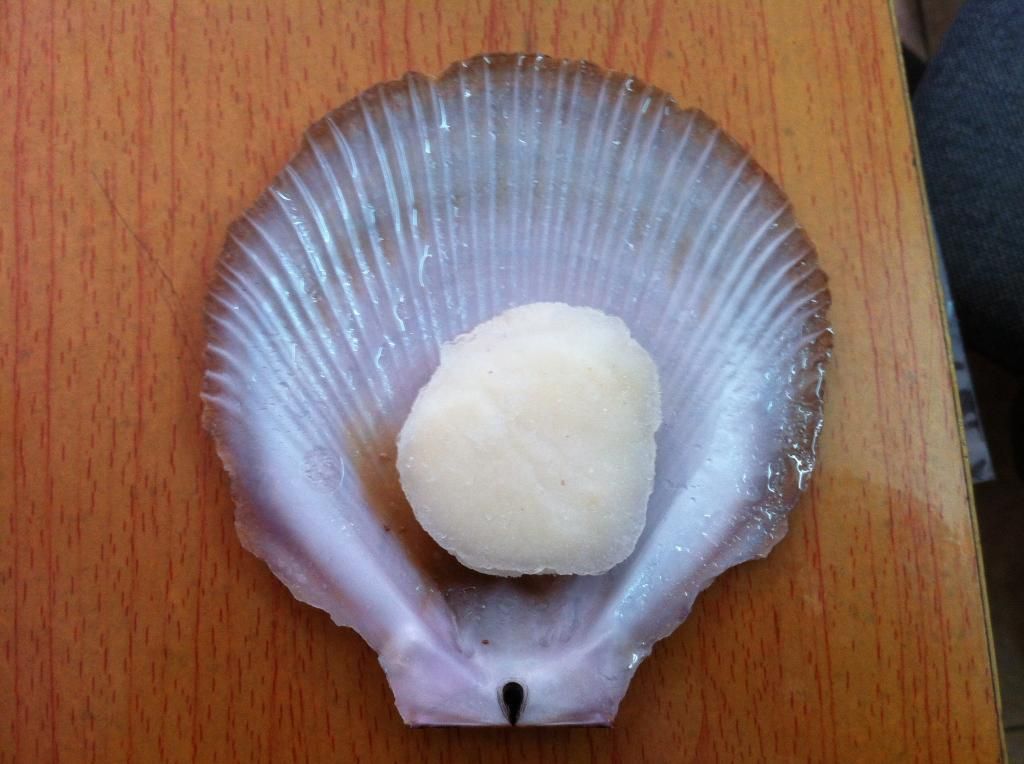 Sò Điệp Nhập khẩu từ ÚC - 1