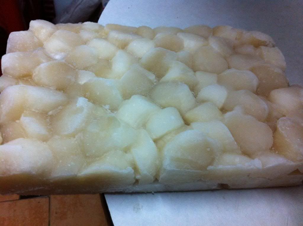 Sò Điệp Nhập khẩu từ ÚC - 5