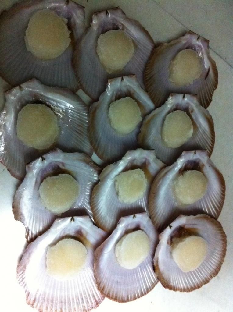 Sò Điệp Nhập khẩu từ ÚC - 3