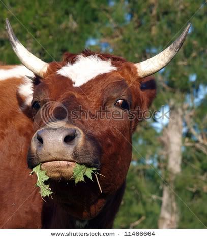stock-photo-ayrshire-cow-eating-a-thistle-11466664.jpg