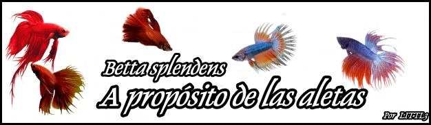 CABECERAALETASBETTAS