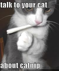talk to your cat about catnip