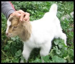 baby_goat.jpg