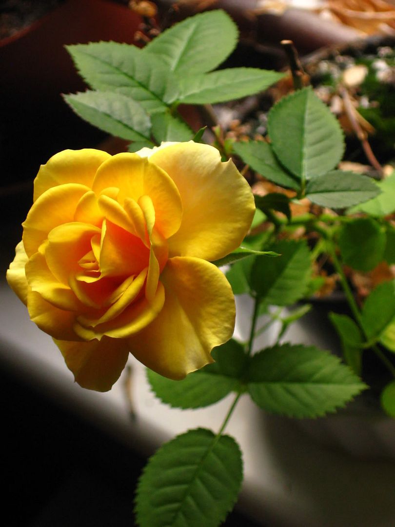 Gl Resimleri (4. Katalog)