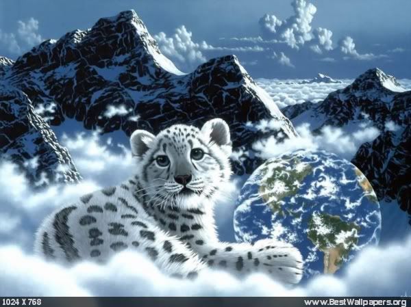 white tiger Pictures, Images and Photos