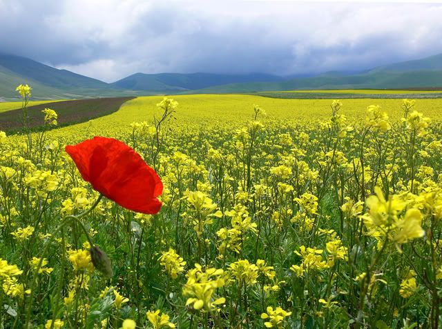 castelluccio-norcia.jpg