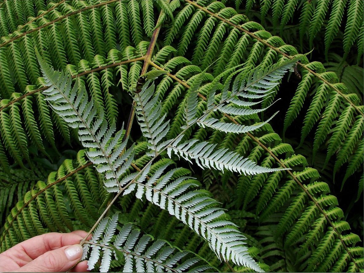 photo Silver-fern_zps8634a46c.jpg