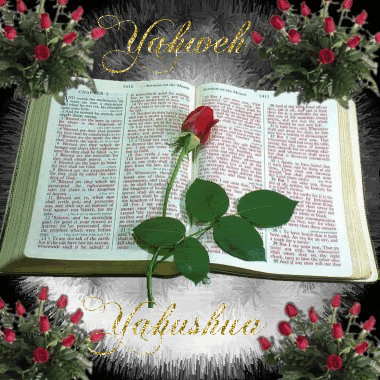 Yahweh - Yahshua Roses Scripture Pictures, Images and Photos
