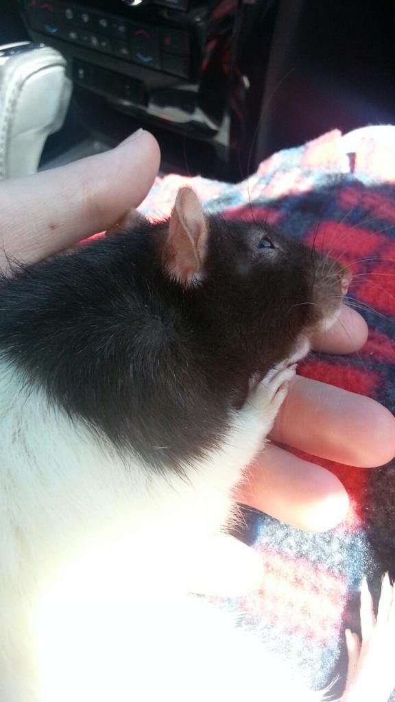 Rat is falling over, losing balance and lethargic... The Rat Shack