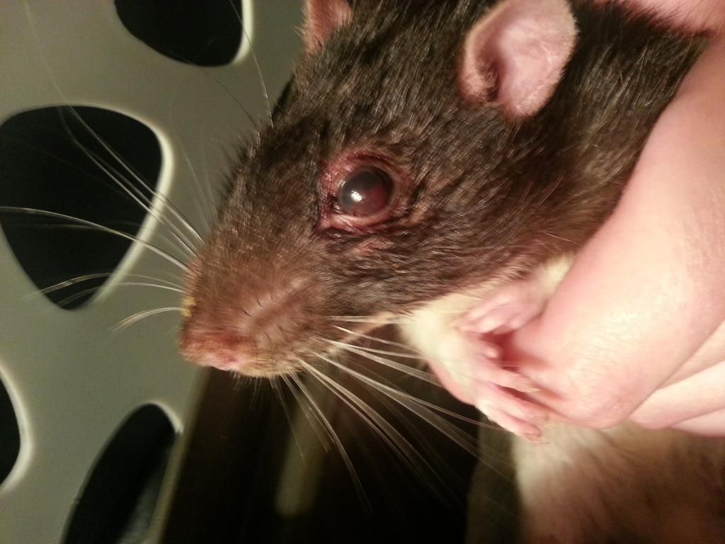 Rat is falling over, losing balance and lethargic... Page 2 The Rat