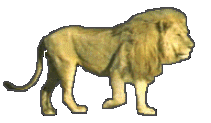 LionAni-1.gif
